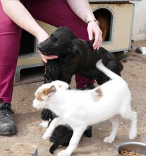 BELINDA, Hund, Mischlingshund in Obermoschel - Bild 13