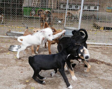 BELINDA, Hund, Mischlingshund in Obermoschel - Bild 14