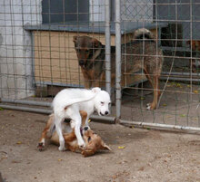 BELINDA, Hund, Mischlingshund in Obermoschel - Bild 3