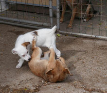 BELINDA, Hund, Mischlingshund in Obermoschel - Bild 4