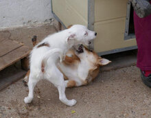 BELINDA, Hund, Mischlingshund in Obermoschel - Bild 6