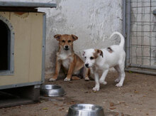 BELINDA, Hund, Mischlingshund in Obermoschel - Bild 7