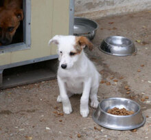 BELINDA, Hund, Mischlingshund in Obermoschel - Bild 8