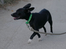 ARETA, Hund, Mischlingshund in Mühlheim - Bild 1