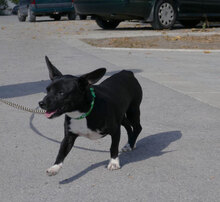 ARETA, Hund, Mischlingshund in Mühlheim - Bild 2
