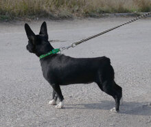 ARETA, Hund, Mischlingshund in Mühlheim - Bild 6