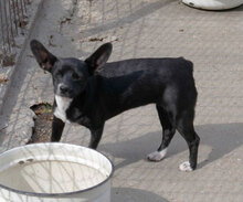 ARETA, Hund, Mischlingshund in Mühlheim - Bild 9