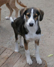 DILANI, Hund, Mischlingshund in Bulgarien - Bild 1
