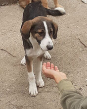 DILANI, Hund, Mischlingshund in Bulgarien - Bild 10