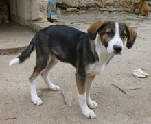 DILANI, Hund, Mischlingshund in Bulgarien - Bild 11