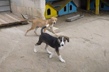 DILANI, Hund, Mischlingshund in Bulgarien - Bild 13