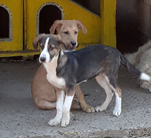 DILANI, Hund, Mischlingshund in Bulgarien - Bild 14