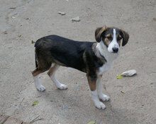 DILANI, Hund, Mischlingshund in Bulgarien - Bild 2