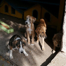 DILANI, Hund, Mischlingshund in Bulgarien - Bild 7