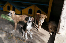 DILANI, Hund, Mischlingshund in Bulgarien - Bild 8