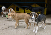 DILANI, Hund, Mischlingshund in Bulgarien - Bild 9