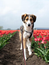 DILANI, Hund, Mischlingshund in Overath - Bild 25