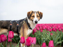 DILANI, Hund, Mischlingshund in Overath - Bild 26