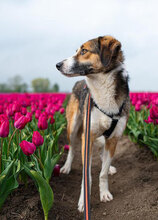 DILANI, Hund, Mischlingshund in Overath - Bild 27