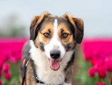 DILANI, Hund, Mischlingshund in Overath - Bild 28