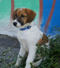 MILOU, Hund, Mischlingshund in Bulgarien - Bild 1