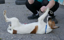 MILOU, Hund, Mischlingshund in Bulgarien - Bild 10