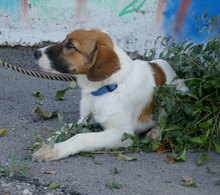MILOU, Hund, Mischlingshund in Bulgarien - Bild 11