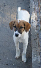 MILOU, Hund, Mischlingshund in Bulgarien - Bild 13