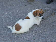 MILOU, Hund, Mischlingshund in Bulgarien - Bild 3