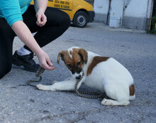MILOU, Hund, Mischlingshund in Bulgarien - Bild 4