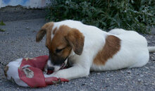 MILOU, Hund, Mischlingshund in Bulgarien - Bild 5