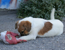 MILOU, Hund, Mischlingshund in Bulgarien - Bild 6