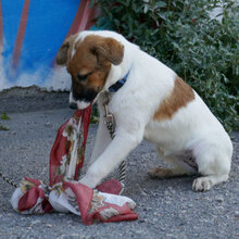 MILOU, Hund, Mischlingshund in Bulgarien - Bild 7