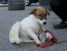MILOU, Hund, Mischlingshund in Bulgarien - Bild 8