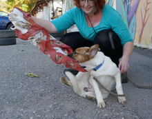 MILOU, Hund, Mischlingshund in Bulgarien - Bild 9