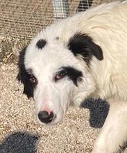 PIPPO, Hund, Maremmano Abruzzese-Mix in Italien - Bild 1