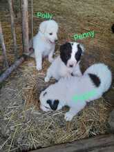 PIPPO, Hund, Maremmano Abruzzese-Mix in Italien - Bild 12