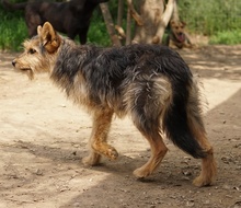 BES, Hund, Mischlingshund in Griechenland - Bild 1