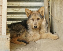 BES, Hund, Mischlingshund in Griechenland - Bild 10