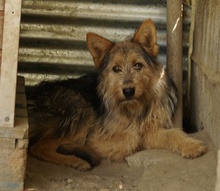 BES, Hund, Mischlingshund in Griechenland - Bild 11