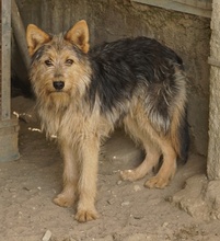 BES, Hund, Mischlingshund in Griechenland - Bild 13