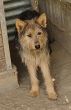 BES, Hund, Mischlingshund in Griechenland - Bild 15