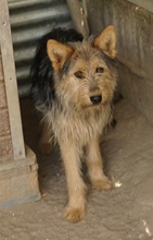 BES, Hund, Mischlingshund in Griechenland - Bild 17