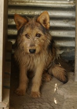 BES, Hund, Mischlingshund in Griechenland - Bild 19