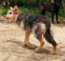 BES, Hund, Mischlingshund in Griechenland - Bild 2