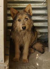 BES, Hund, Mischlingshund in Griechenland - Bild 21