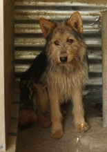 BES, Hund, Mischlingshund in Griechenland - Bild 23