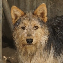 BES, Hund, Mischlingshund in Griechenland - Bild 25