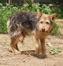 BES, Hund, Mischlingshund in Griechenland - Bild 5