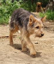 BES, Hund, Mischlingshund in Griechenland - Bild 7